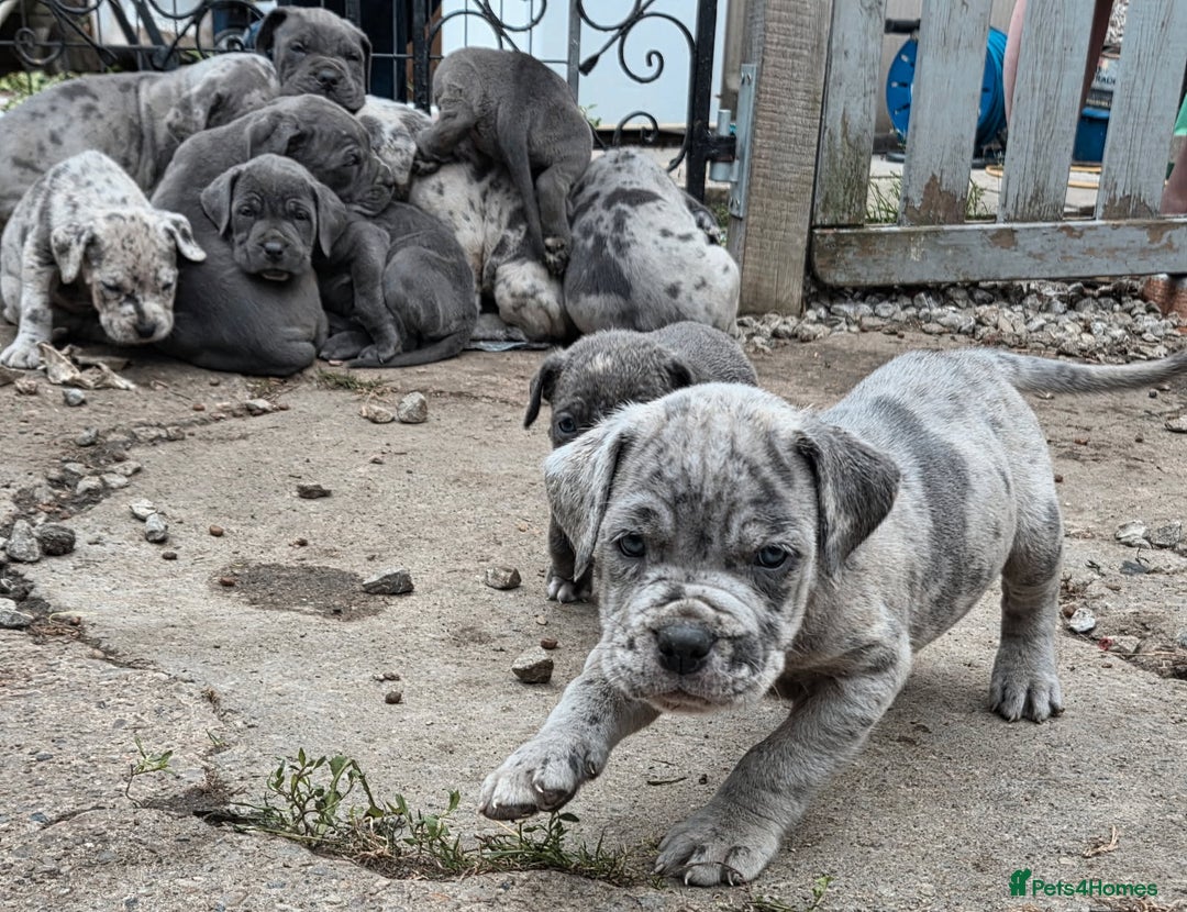 Cane Corso dogs for sale: Look 👀 absolutely stunning cane corso. - Image 3