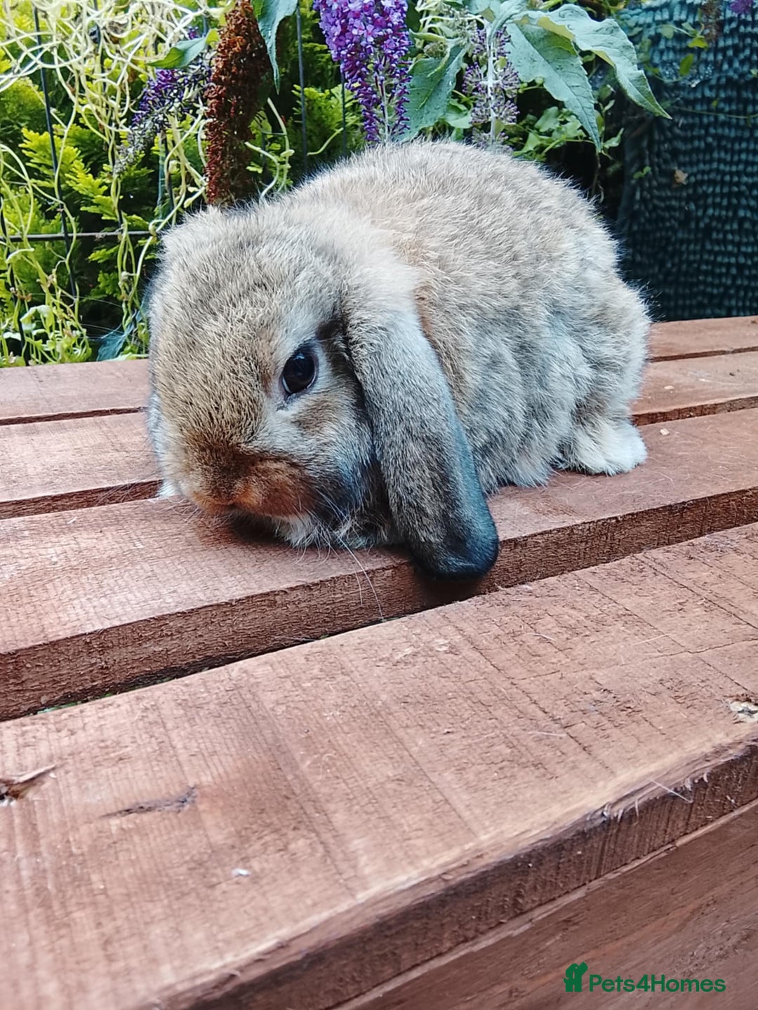 Mini Lop rabbits for sale: Well socialised baby bunnies with lifetime support - Image 2
