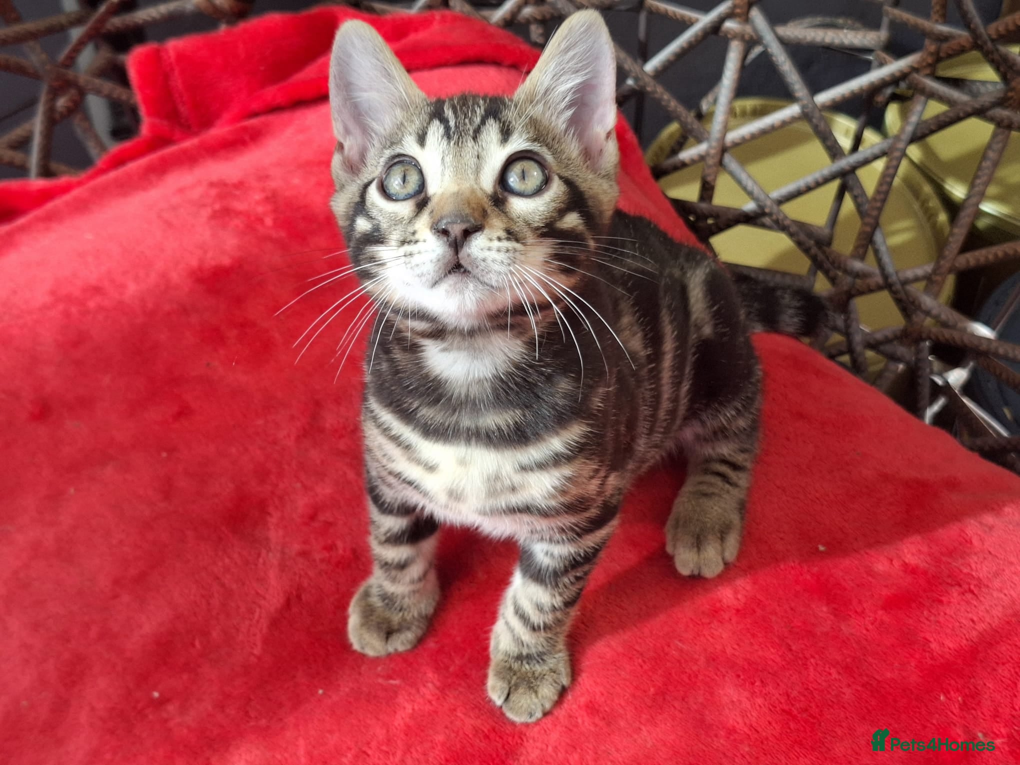 Bengal cats ❤️ Outstanding TICA Registered Bengal Kittens ❤️ - Advert 1