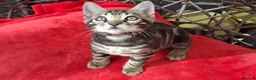 Bengal cats for sale: ❤️ Outstanding TICA Registered Bengal Kittens ❤️ - Advert 4