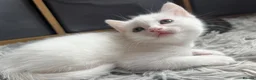 Mixed Breed cats for sale: Half Maine coon kittens  - Advert 19