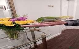 Parrots birds for sale: 14 weeks old Hand reared baby Quakers for sale  - Image 5
