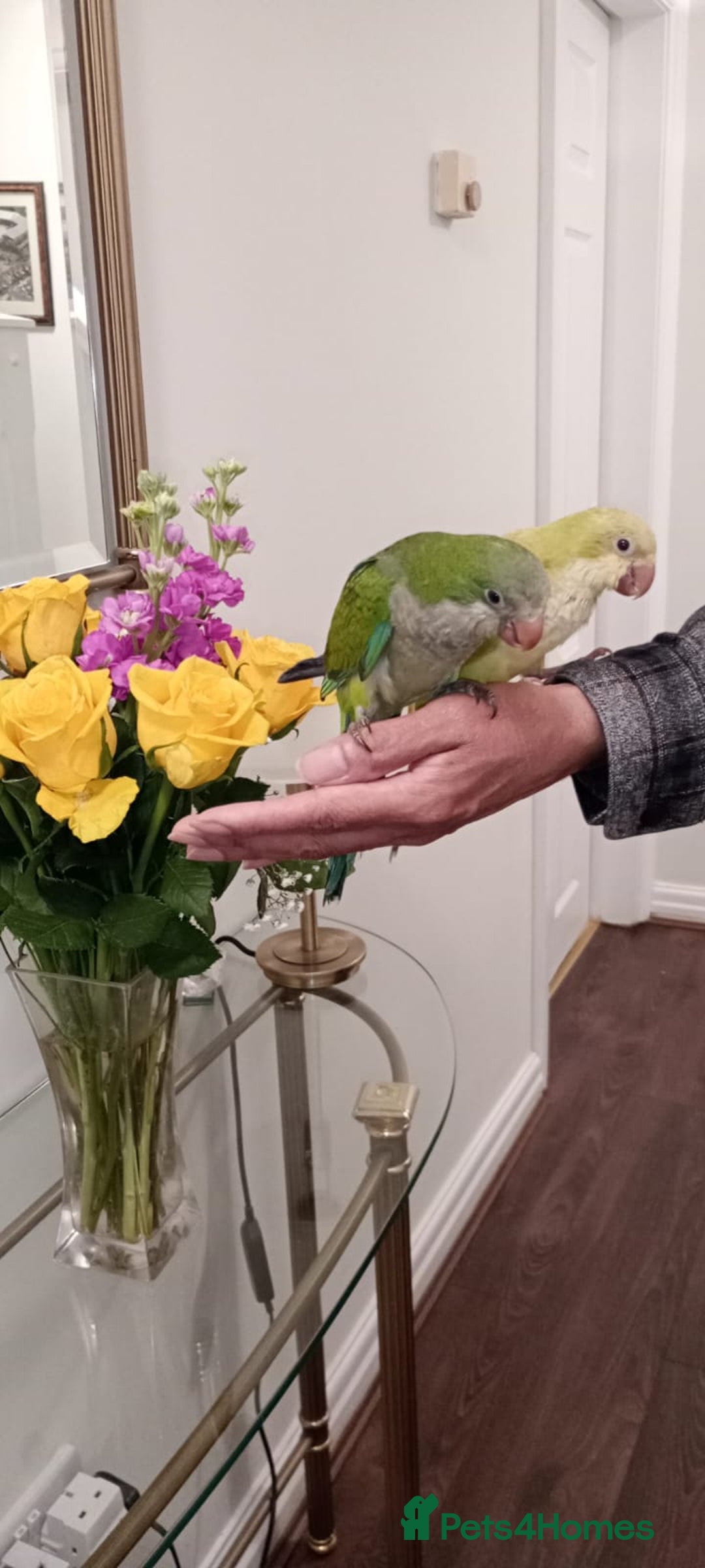 Parrots birds for sale: 14 weeks old Hand reared baby Quakers for sale  - Image 5