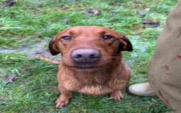 Labrador Retriever dogs for sale: Deep fox red Labrador Puppies,FULLY TESTED PARENTS - Image 11