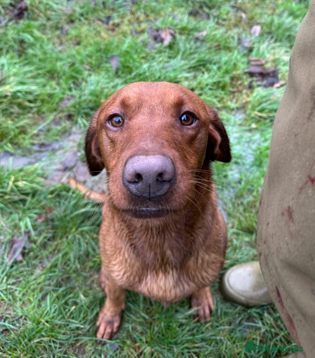 Labrador Retriever dogs for sale: Deep fox red Labrador Puppies,FULLY TESTED PARENTS - Image 11