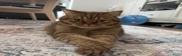 British Shorthair cats for sale: Ozzy - adult golden black tipped BSH - Advert 1