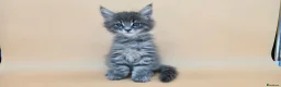 Maine Coon cats for sale: Tica Beautiful Maine Coon Kittens  - Advert 15