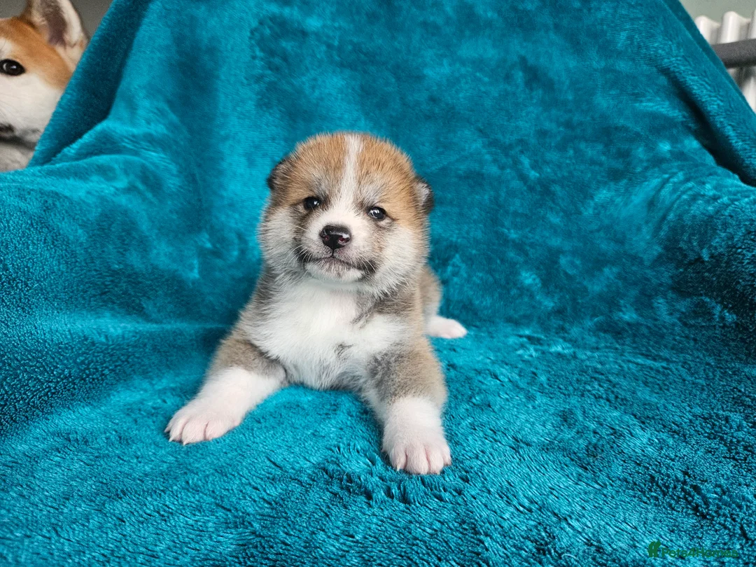 Japanese Akita Inu dogs for sale: RKC Registered Puppy Litter - Advert 4