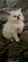 Ragdoll cats ♥️ ADORABLE GCCF BABIES 💙 - Advert 3