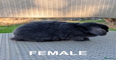 Mini Lop rabbits - Advert 2