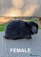 Mini Lop rabbits - Advert 15