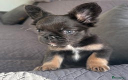 French Bulldog dogs for sale: Luxury full fluffy French bulldog  - Image 5
