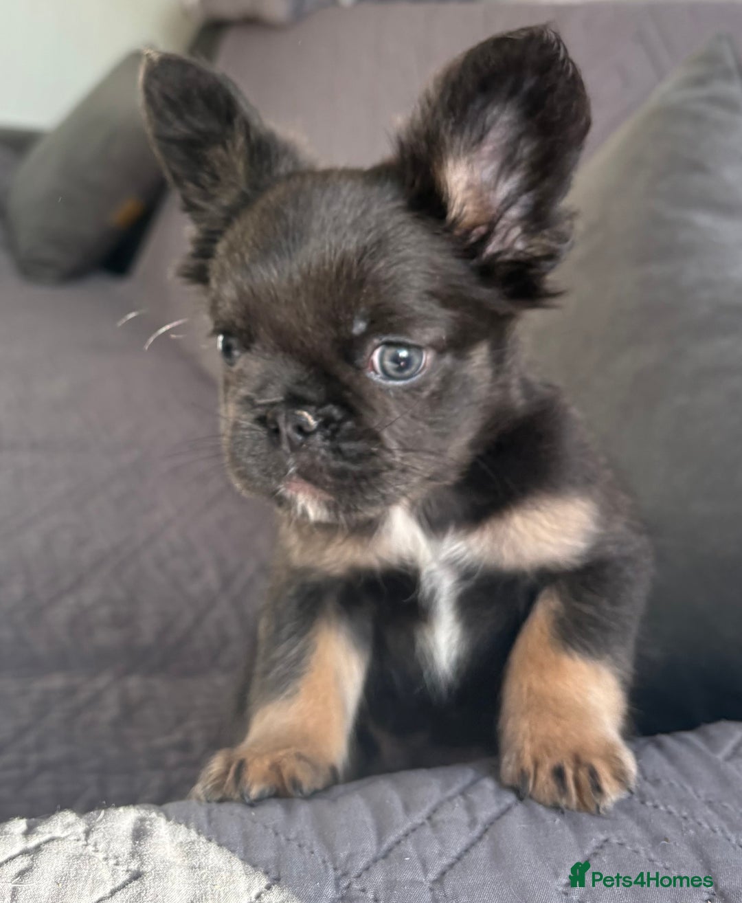 French Bulldog dogs for sale: Luxury full fluffy French bulldog  - Image 5