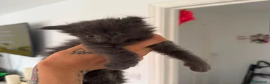 Maine Coon 5