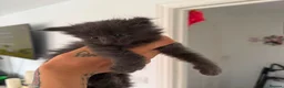 Maine Coon cats for sale: Maine Coon Cuties - Advert 8