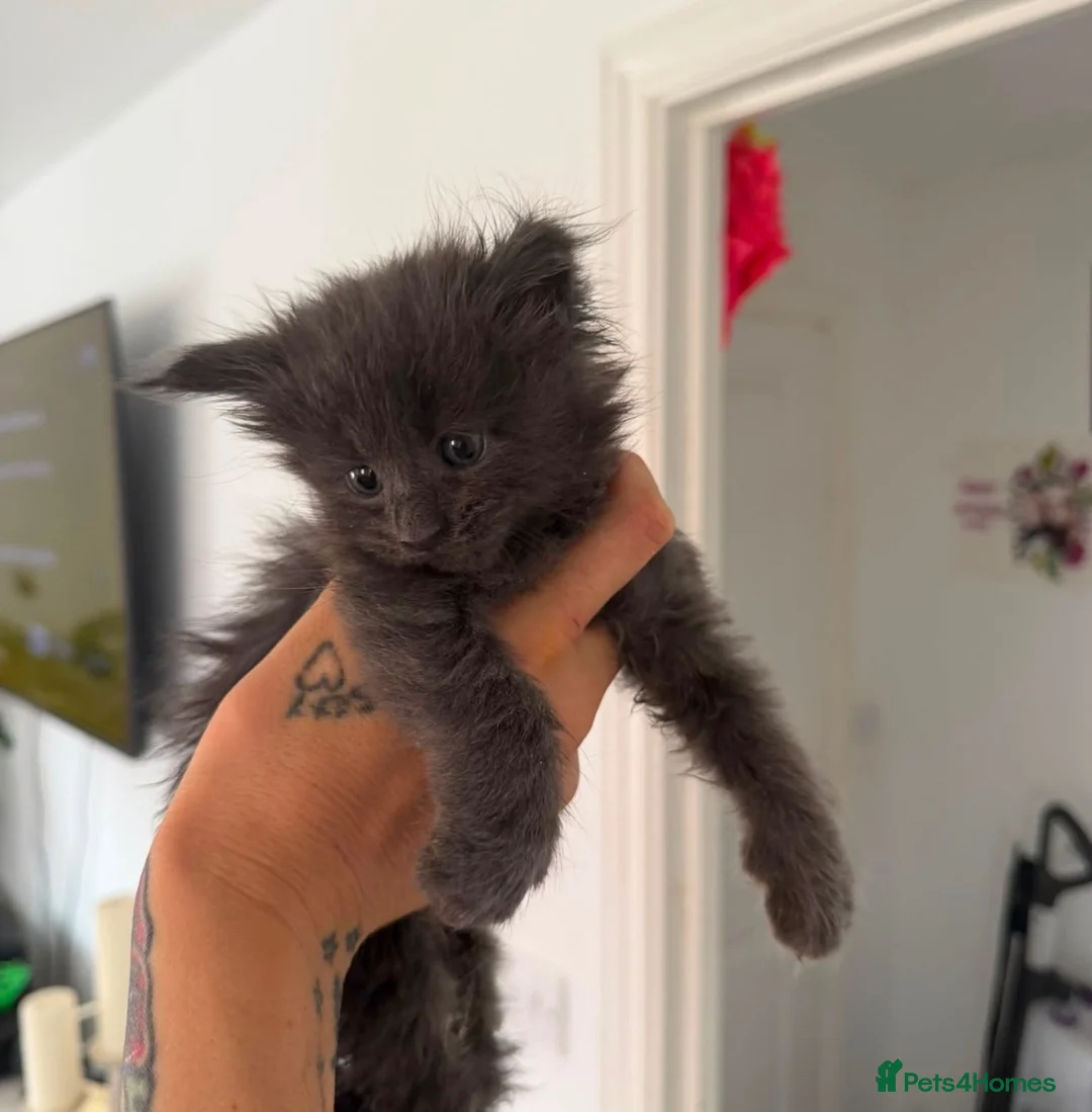 Maine Coon cats for sale: Maine Coon Cuties - Advert 8
