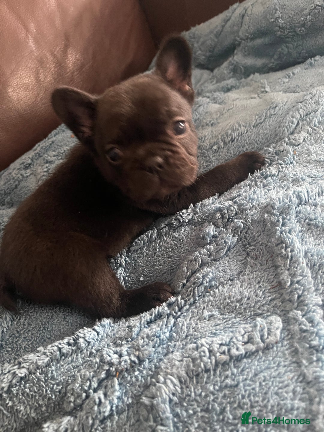 French Bulldog dogs for sale: French Bulldog puppies. 3 x boys 1 x girl - Image 15