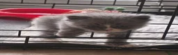 Perdoll cats for sale: Kittens to reserve - Advert 2