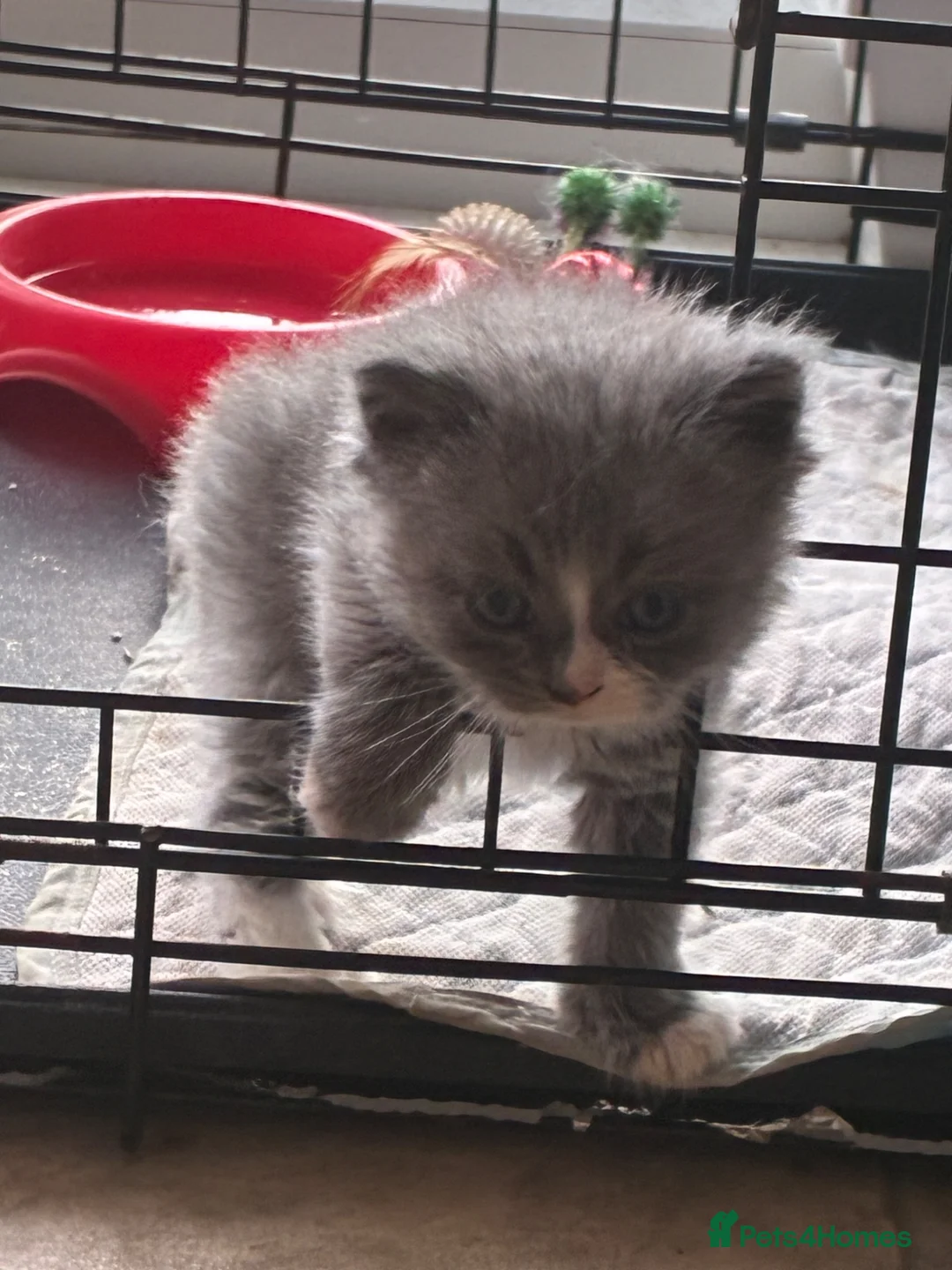 Perdoll cats for sale: Kittens to reserve - Advert 2