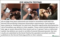 Cocker Spaniel dogs for sale: Stunning Show Cockers-Health Checked,KC Registered - Image 12