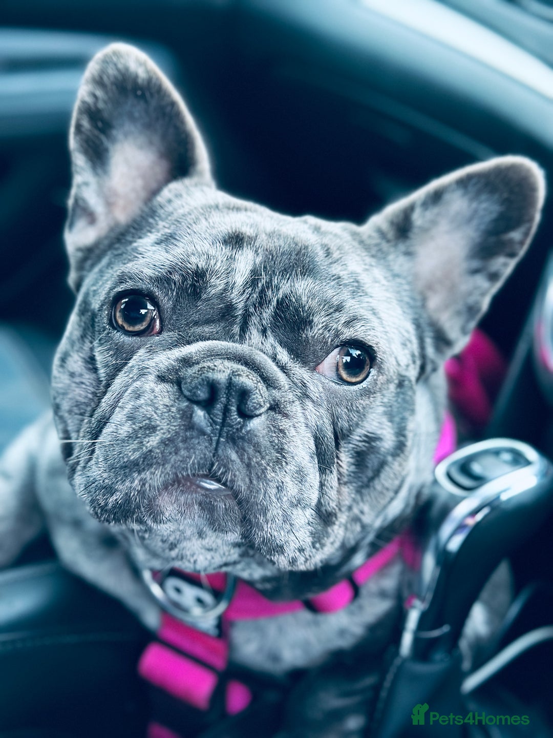 French Bulldog dogs for sale: Pure French bulldog female merle - Image 7
