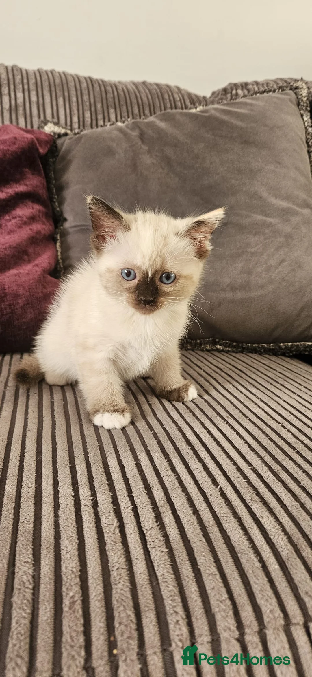Ragdoll cats for sale: Beautiful Ragdoll kittens looking for new homes - Advert 9