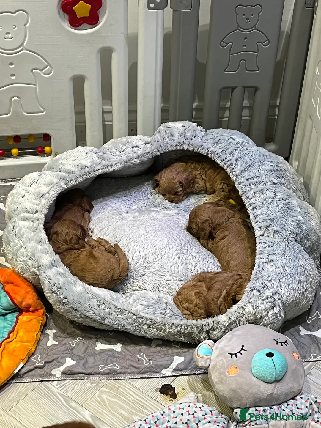 Gallery Image {{count}}