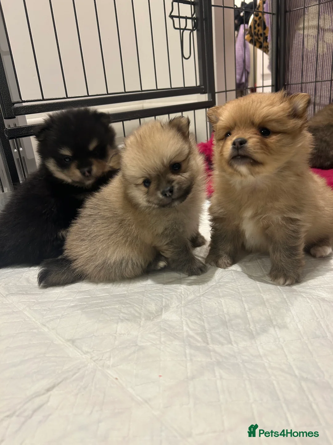 Pomeranian dogs for sale: Kc reg stunning pomeranian puppies  - Advert 1