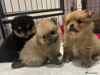 Pomeranian dogs Kc reg stunning pomeranian puppies - Advert 1