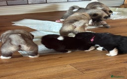 Akita dogs for sale:  ⭐ READY NOW adorable chunky A/AKITAS - Image 22