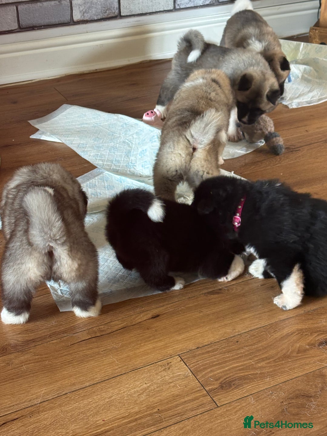 Akita dogs for sale:  ⭐ READY NOW adorable chunky A/AKITAS - Image 22