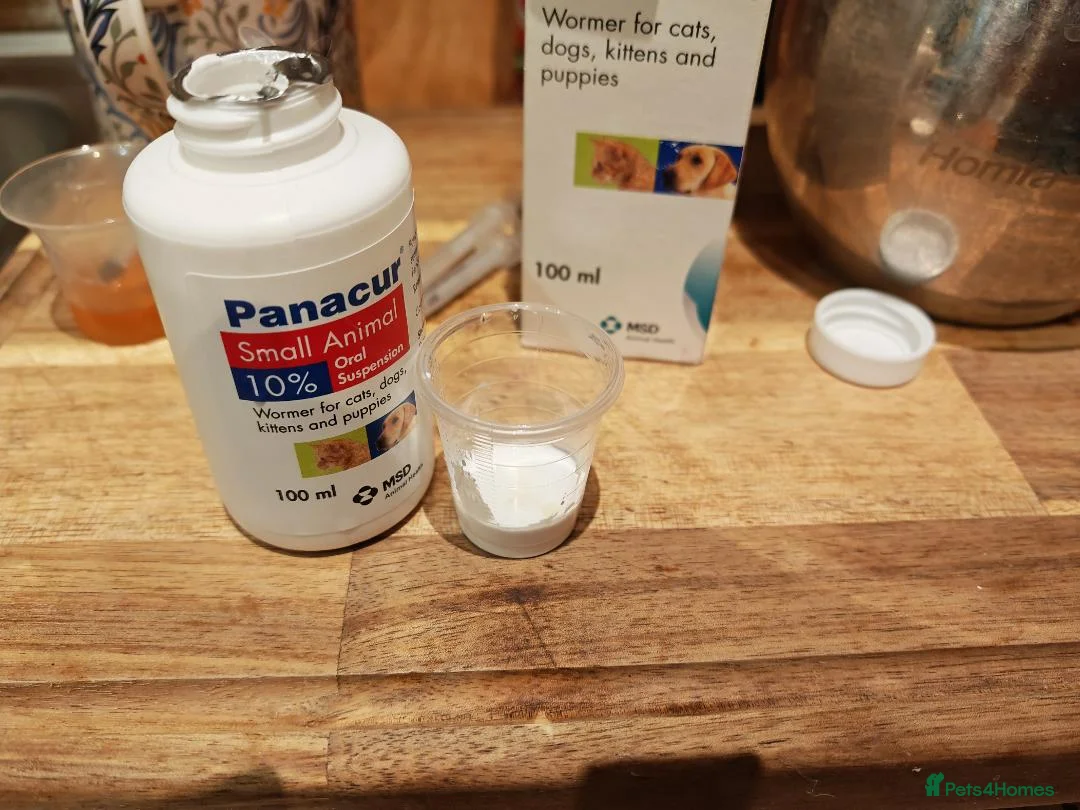 Siberian cats for sale: NM babies from GCCF/TICA parents - Advert 17