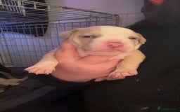 Mixed Breed dogs for sale: 4 beautiful olde English bulldog/ American bulldog - Advert 14