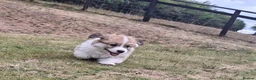Welsh Corgi Pembroke dogs for sale: PEMBROKE CORGI PUPPIES - Advert 9