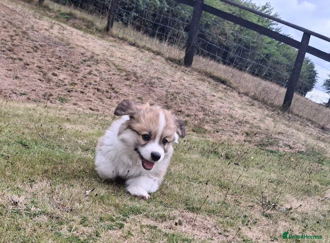 Welsh Corgi Pembroke dogs for sale: PEMBROKE CORGI PUPPIES - Advert 9