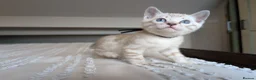 Bengal cats for sale: 🖤🩶🤍 Stunning Bengal Kittens 🤍🩶🖤 - Advert 23