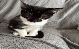 British Shorthair cats for sale: Kittens to go asap - Image 5