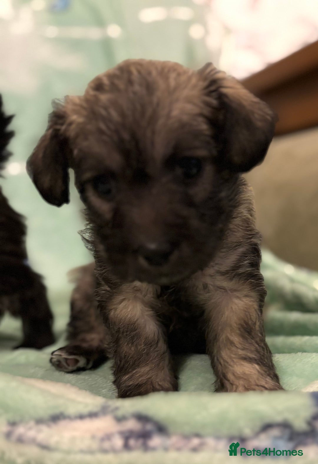 Mixed Breed dogs for sale: Westiepoo puppies - Advert 17