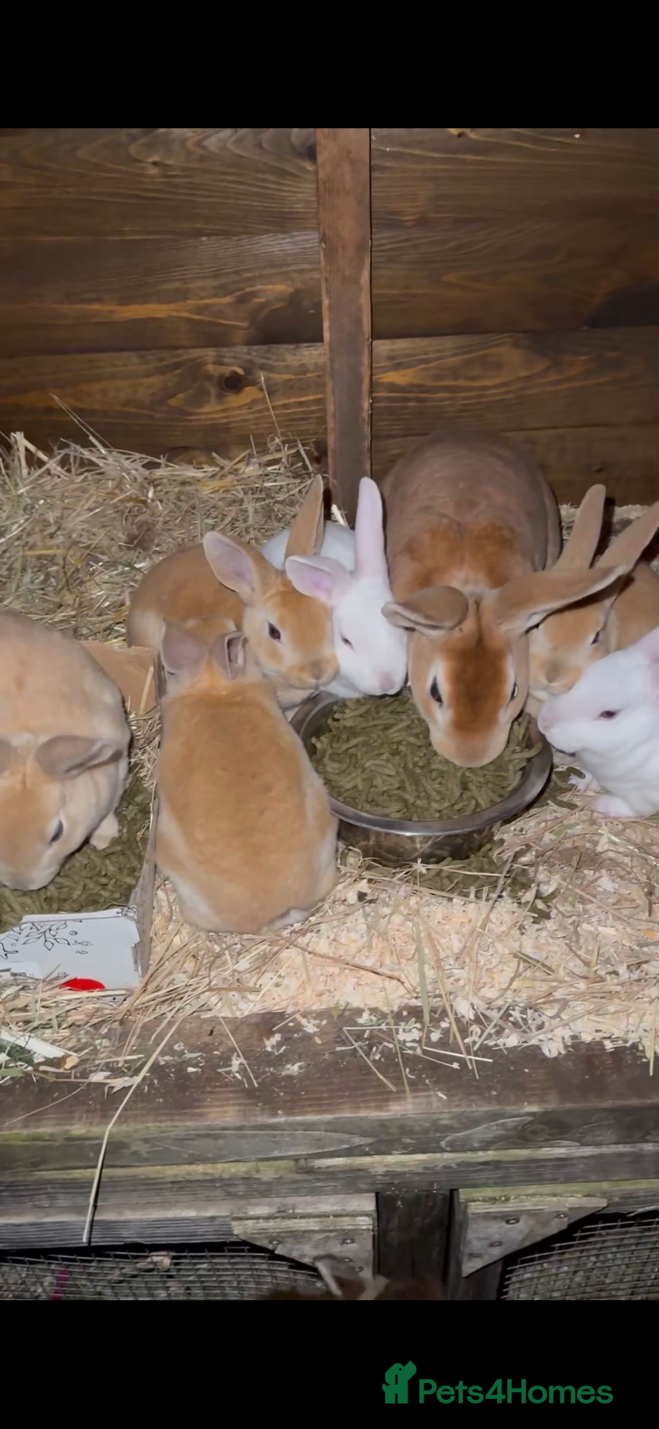 Rex rabbits 4 male rex babies for sale  - Advert 3