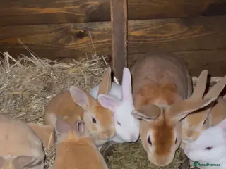 Rex rabbits 4 male rex babies for sale - Advert 3