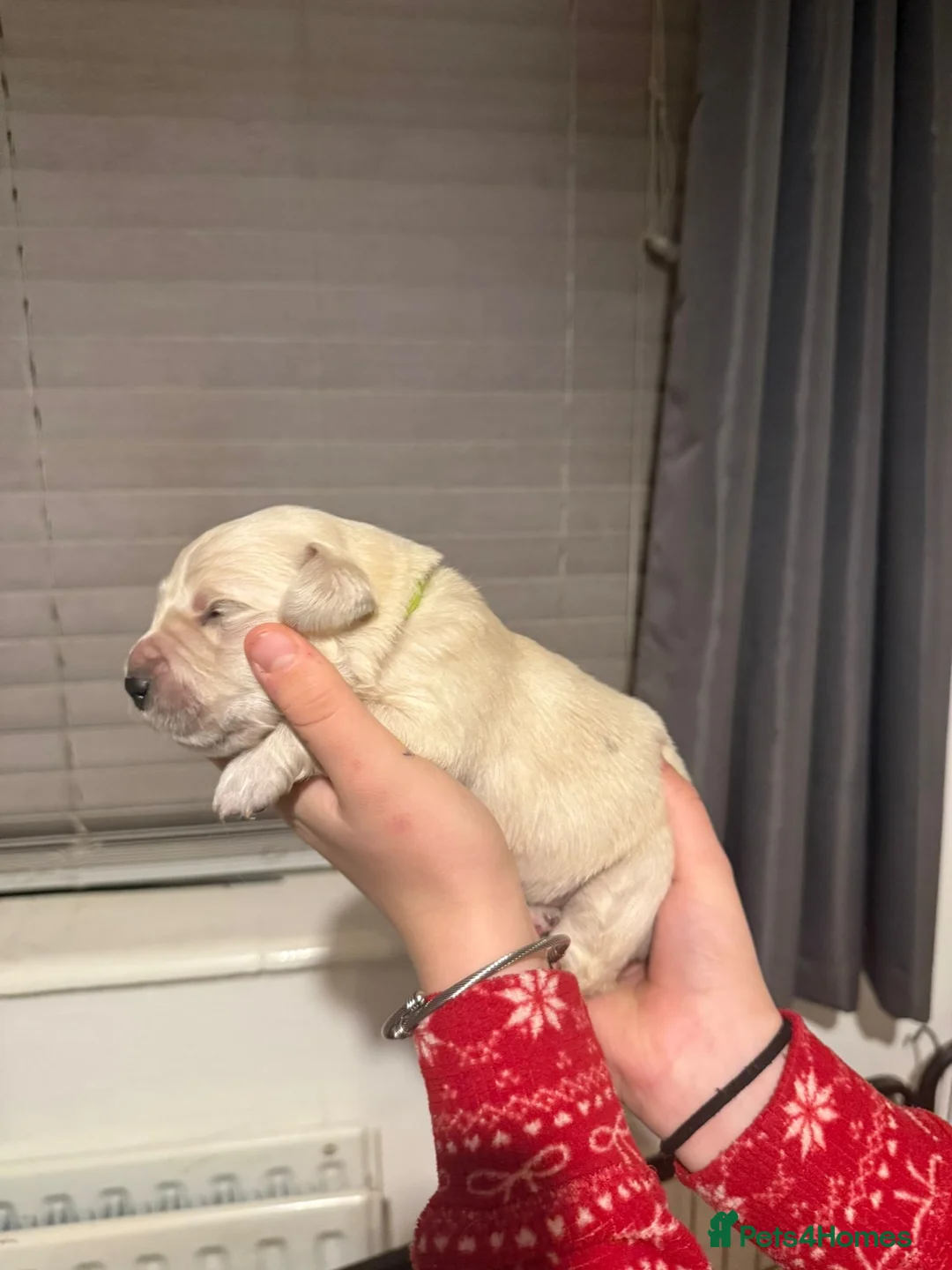 Golden Retriever dogs for sale: Full pedigree golden retriever puppies  - Advert 6