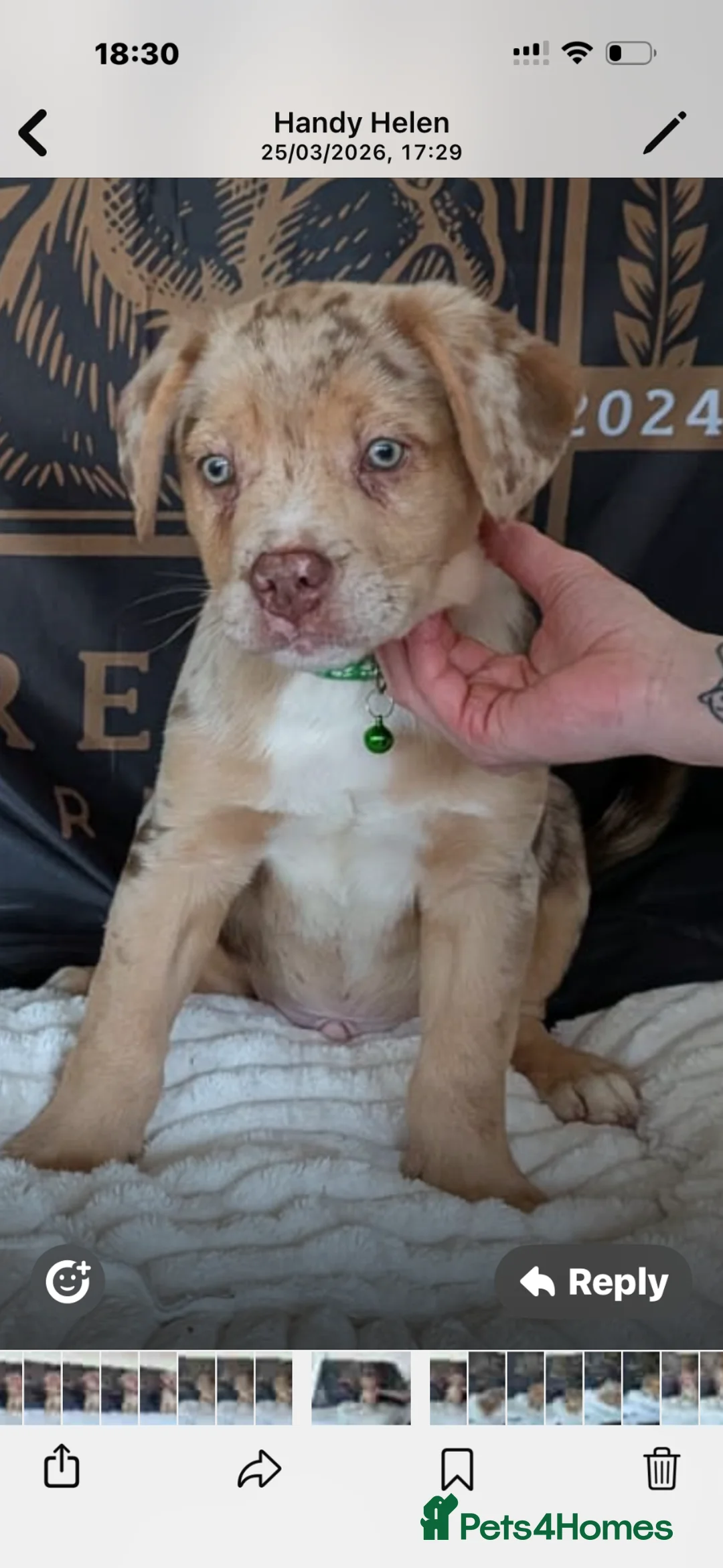 Mixed Breed dogs for sale: Amazing French Bulldog x puppy - Advert 9