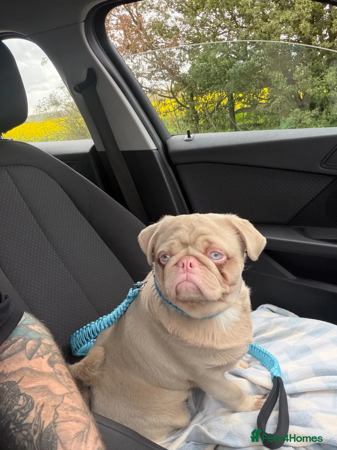 Pug dogs for stud: Bruno Caramel Pink Carrying Fluffy - Advert 2