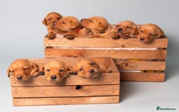Labrador Retriever dogs for sale: Fox Red Labrador Retriever–Expected September 2025 - Image 5