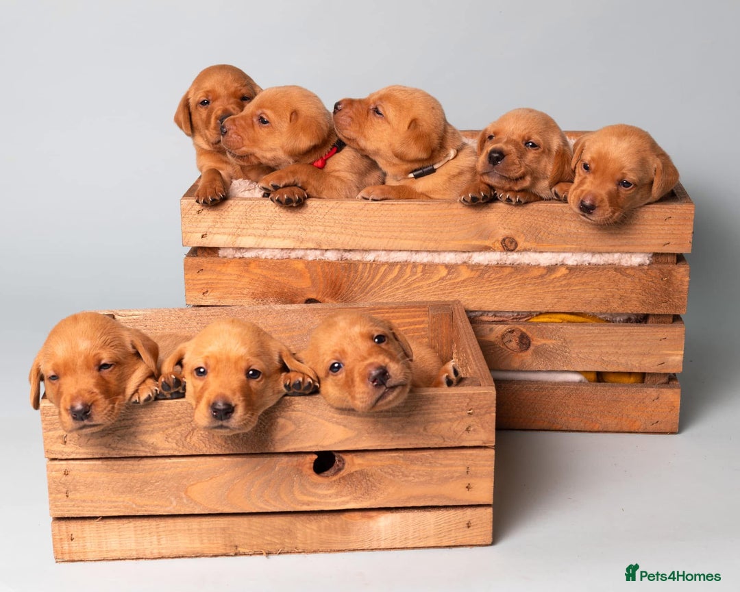 Labrador Retriever dogs for sale: Fox Red Labrador Retriever–Expected September 2025 - Image 5