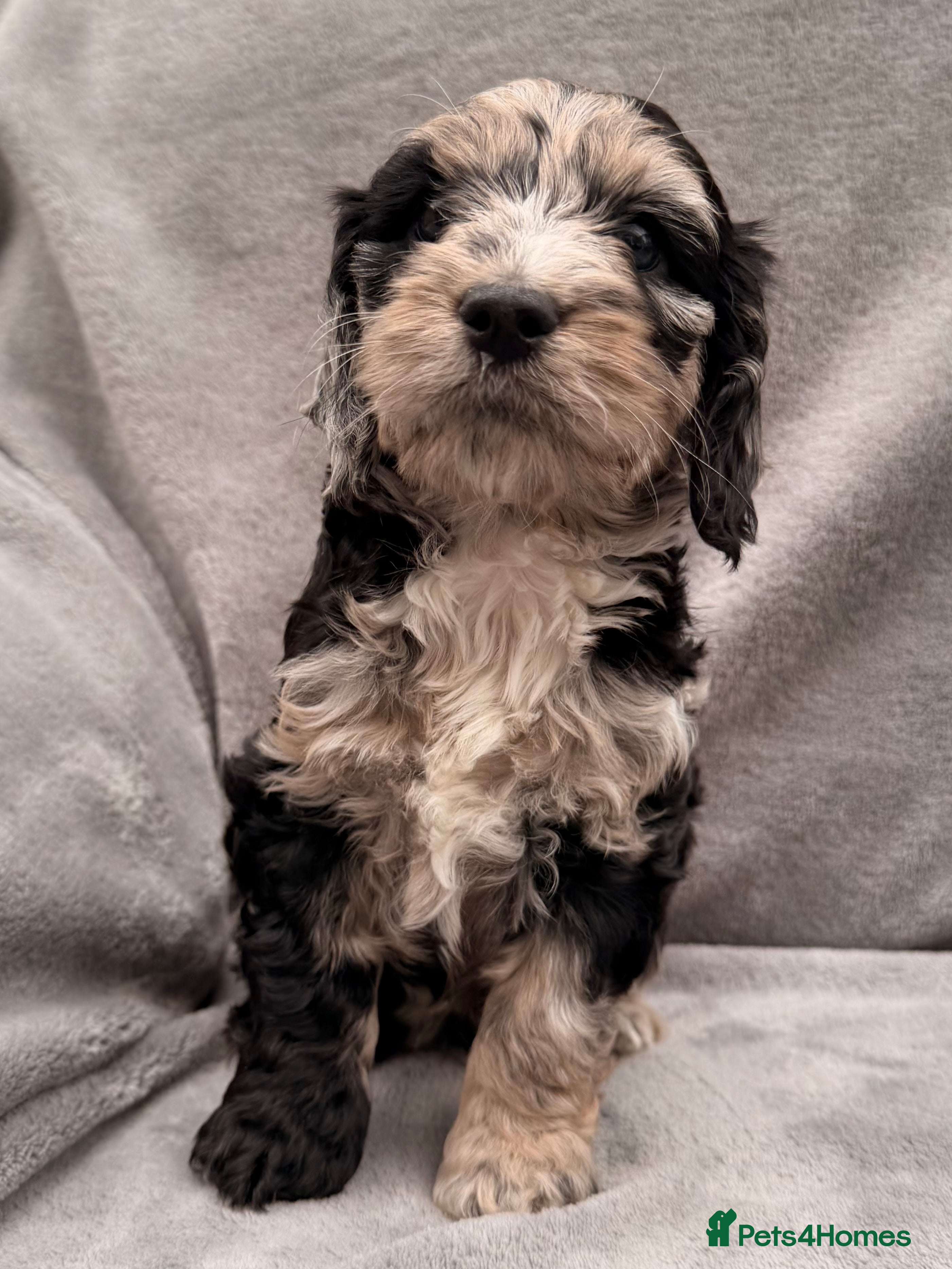 Cockapoo dogs F1 Cockapoo Puppies - Advert 14