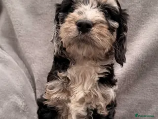 Cockapoo dogs F1 Cockapoo Puppies - Advert 14