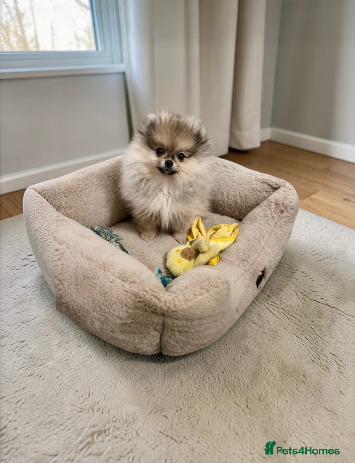 Pomeranian dogs 🐻Teddy Face Girl🏆Top Quality  - Advert 2