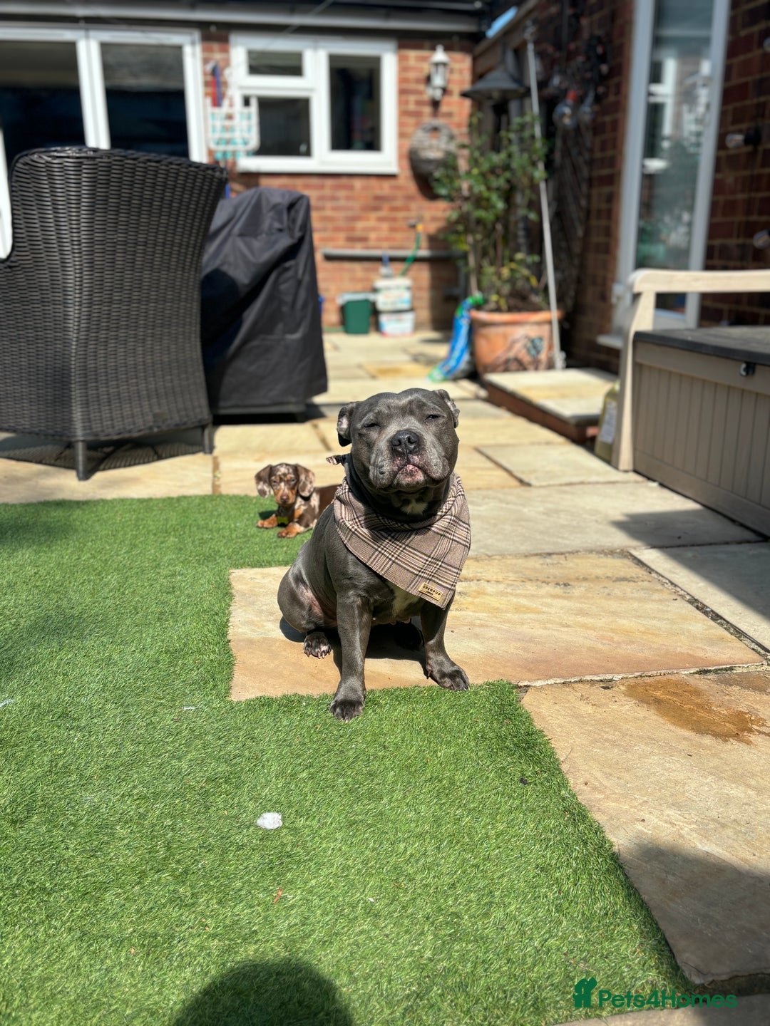 Staffordshire Bull Terrier dogs for sale: KC reg. Staffordshire bull terrier puppies - Advert 16