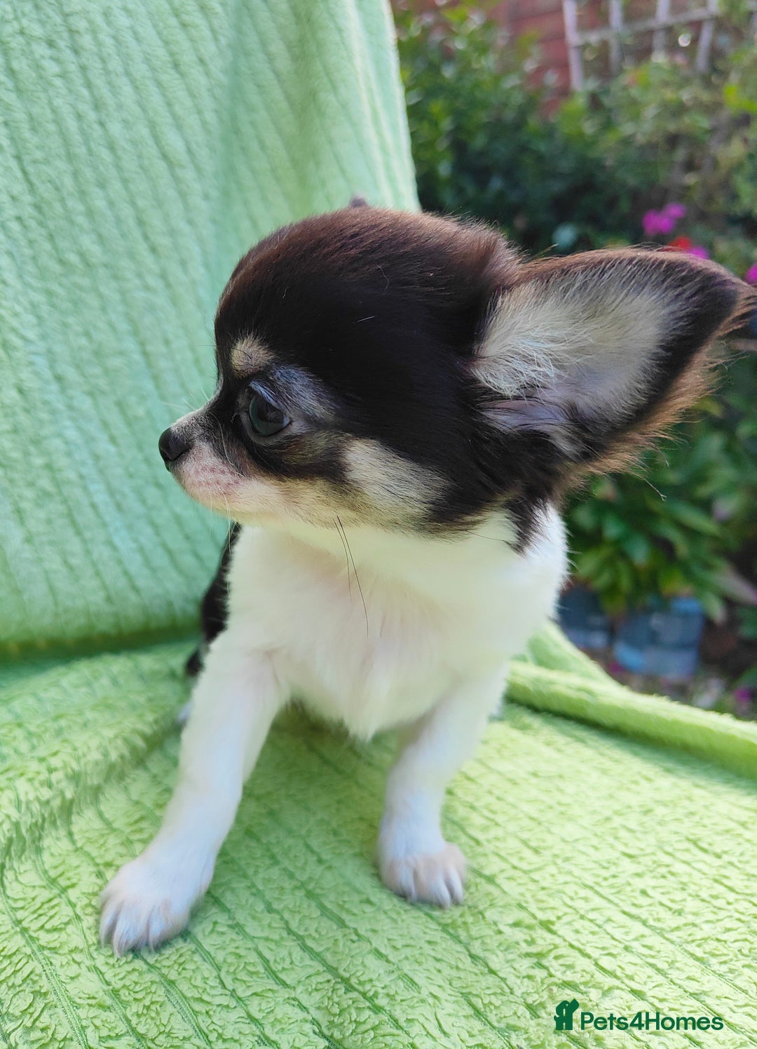 Chihuahua dogs for sale: Amazing Quality Long Coat Chihuahua puppies - Image 7